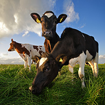 Healthy New Zealand Cows